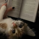 𝐂𝐥𝐚𝐰𝐬𝐭𝐞𝐫 ! Server Icon