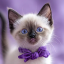 raisu's e-kittens Discord server icon