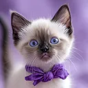 raisu's e-kittens
