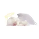 Ace of Angels