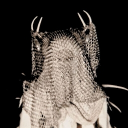 ﹏  ⸙⋆   the blood hive   𖧧  ☾ Discord server icon