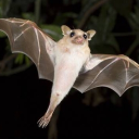 Batty Boos!☆ Discord server icon