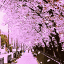 𝕿𝖍𝖊 𝕭𝖑𝖔𝖘𝖘𝖔𝖒 Discord server icon