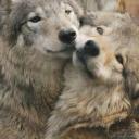 dogwater search | 21+