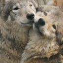 dogwater search | 21+ Discord server icon