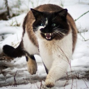 the tundra Discord server icon