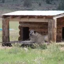 Doghouse