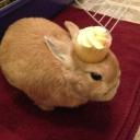 cupcakecord