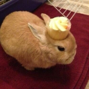 cupcakecord Discord server icon