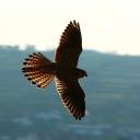 The Roost