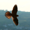 The Roost Discord server icon