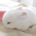 lilliez۶ৎ Discord server icon