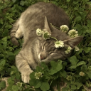 ♯ .𝑇ℎ𝑒 ℎ𝑎𝑛𝑔𝑜𝑢𝑡 𝑠𝑝𝑜𝑡. ⟢ .ᐟ Discord server icon