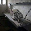 ⋆˚🐾˖°┊C h e e k y t u r t l e s Discord server icon