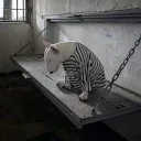 ⋆˚🐾˖°┊C h e e k y t u r t l e s