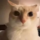 /bleh
