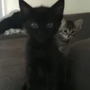kittens on crack
