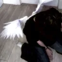 Server icon for /courtesy