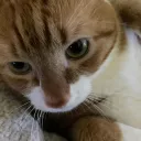 Opie House