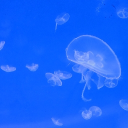 Meeting Peeps Discord server icon