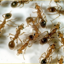 Ant Society - Insect Hub - For All animals Discord server icon