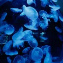 ⋅˚₊‧  la mer scintillante