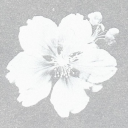 ❀⋆·˚✧ 𝓒𝓞𝓡𝓐𝓛𝓢 ❂ ✷⋆·˚✧ Discord server icon