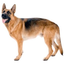 Eswatini Torture chamber Discord server icon