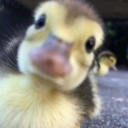 BPD hangouts Discord server icon