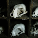 # gɣ𝘶! | dj2ℓ Discord server icon