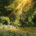 ✧ 𝓛𝓤𝓝𝓐⁺ ✧