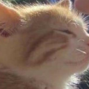 ＊*•̩̩͙✩•̩̩͙*˚ 𝕄𝕒𝕔𝕒𝕣𝕠𝕟𝕚 𝔽𝕚𝕖𝕤𝕥 ♡˚*•̩̩͙✩•̩̩͙*˚＊ Discord server icon