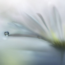 ˚༺ 𝔽𝕝𝕠𝕣𝕒𝕝𝕚𝕟𝕖 ༻˚⋆☾ Discord server icon