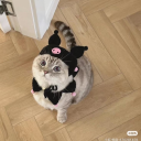 𝐿𝑜𝓃𝑒 𝒮𝓉𝒶𝓇𝓈 ✧ Discord server icon