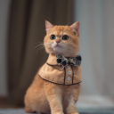 wɨꜱᴘ Discord server icon