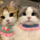 ＊❀ 𝒮𝒶𝓀𝓊𝓇𝒶'𝓈 𝒫𝒶𝓇𝒶𝒹𝒾𝓈𝑒 ❀＊ Discord server icon