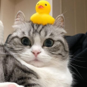 M̲U̲N̲C̲H̲K̲I̲N̲S̲ ̲U̲N̲I̲T̲E̲D̲ ! ✧⋆ Discord server icon