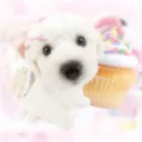 ⊹𓏲🍥 Fufu's Puppy Cafeteria彡
