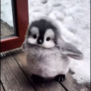 ꒰໒  𝓟𝓸𝓶𝓹𝓸𝓶𝓹𝓾𝓻𝓲𝓷 𝓰𝓪𝓻𝓭𝓮𝓷 .•*⁎˚ Discord server icon