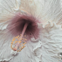 ❖꧁𓊈𒆜ＳＴＯＣＫ  ＰＲＩＮＣＥＳＳ𒆜𓊉꧂❖ Discord server icon