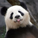 LeᏴᏗHᴜʙ⋆✴ Discord server icon