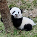 ℚæɼïøƶ'ꜱ 𝐂ɵ𝐦ɱųȵıтɏ Discord server icon