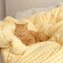 Palkein 🌿 Discord server icon