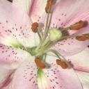 ℭ𝔥𝔞𝔱ℙ𝔞𝔫𝔡𝔞 ✦ Discord server icon