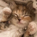 ✧⋆⋆⁎ ˗ˏˋwifty ˎˊ˗ ˗ˏˋdecor ˎˊ˗  ✧⋆⋆⁎ Discord server icon