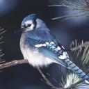 Jaybird Aviary — PSYS SEARCH — 🪶💙