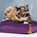 KITTEN DAD $ MOM Discord server icon