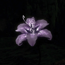 Darkbloom Sanctuary Discord server icon
