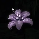 Darkbloom Sanctuary