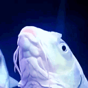 Artquarium (16+) Discord server icon